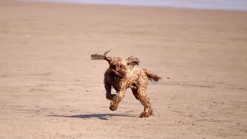 Dog running on beach (2).jpg